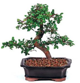 thal bonsai japon aac  Ankara Ufuktepe Mahallesi yurtii iek siparii 