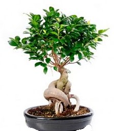 Bonsai japon aac seramik iinde  Ankara Glkaya Mahallesi kaliteli ucuz iekler 