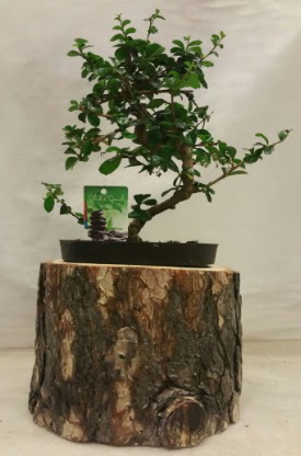 Doal ktk iinde bonsai japon aac  Ankara Aaelence Mahallesi cicekciler 