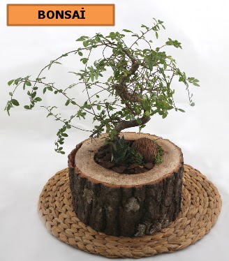 Doal aa ktk ierisinde bonsai bitkisi  Ankara Sanatoryum iek maazas 