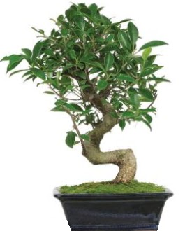 Bonsai saks bitkisi japon aac  Ankara Yayla Mahallesi iek yolla 