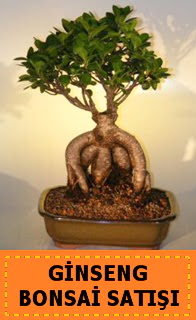 Ginseng bonsai sat japon aac  Ankara Ayval Mahallesi iek gnderme sitemiz gvenlidir 