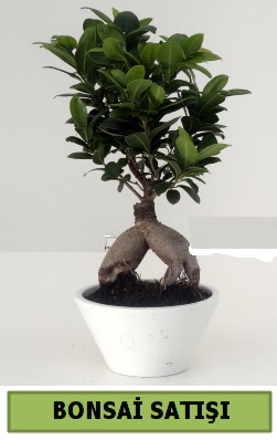 Bonsai japon aac sat  Ankara Basnevleri Mahallesi iek siparii 