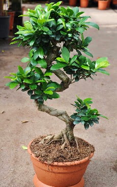 Orta boy bonsai saks bitkisi  Ankara Ovack Mahallesi iek siparii vermek 