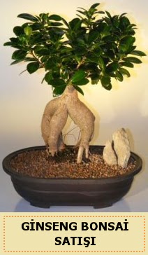 thal Ginseng bonsai sat japon aac  Ankara Ufuktepe Mahallesi yurtii iek siparii 