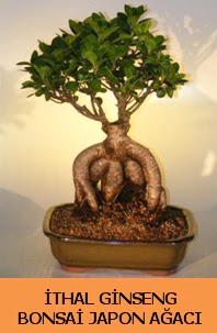 thal japon aac ginseng bonsai sat  Ankara Aaelence Mahallesi cicekciler 