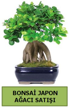 Bonsai japon aac sat  Ankara Pnarba Mahallesi sevgilime hediye iek 