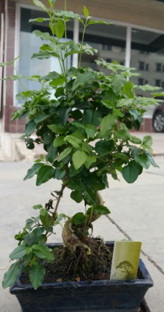 Bonsai japon aac saks bitkisi  Ankara Yayla Mahallesi iek yolla 