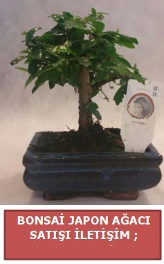 Japon aac minyar bonsai sat  Ankara Pnarba Mahallesi sevgilime hediye iek 