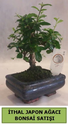 thal japon aac bonsai bitkisi sat  Ankara iekli Mahallesi Oran 14 ubat sevgililer gn