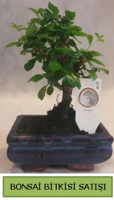 Bonsai ithal grsel minyatr japon aac  Ankara efkat Mahallesi iek online 