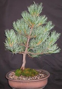 Bonsai am aac japon aac bitkisi  Ankara Ufuktepe Mahallesi yurtii iek siparii 