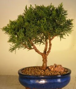 Servi am bonsai japon aac bitkisi  Ankara Emrah Mahallesi iek gnderme 