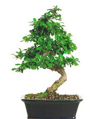 Bonsai bitkisi sat  Ankara iekli Mahallesi Oran 14 ubat sevgililer gn