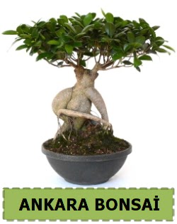 Bonsai sat  Ankara Pnarba Mahallesi sevgilime hediye iek 