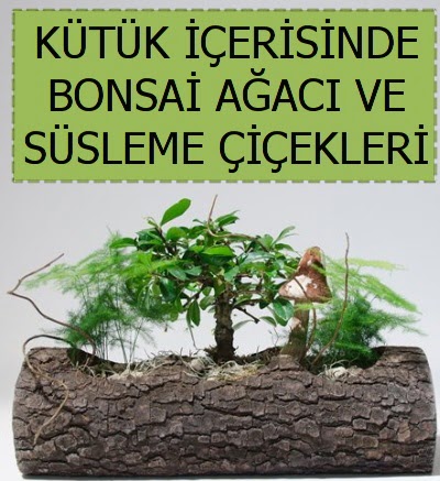 Ktk ierisinde bonsai japon aa bitkisi  Ankara Pnarba Mahallesi sevgilime hediye iek 