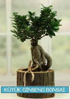 Ktk aa ierisinde ginseng bonsai  Ankara Sanatoryum iek maazas 