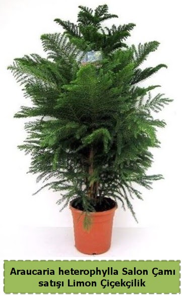 Salon am Sat Araucaria heterophylla  Ankara Pnarba Mahallesi sevgilime hediye iek 