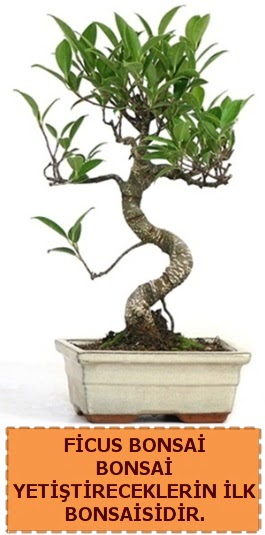 Ficus bonsai 15 ile 25 cm arasndadr  Ankara Emrah Mahallesi iek gnderme 