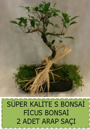 Ficus S Bonsai ve arap sa  Ankara iekli Mahallesi Oran 14 ubat sevgililer gn