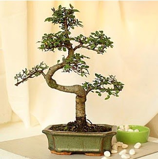 Shape S bonsai  Ankara Aaelence Mahallesi cicekciler 