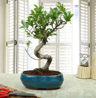 Amazing Bonsai Ficus S thal  Ankara Ovack Mahallesi iek siparii vermek 