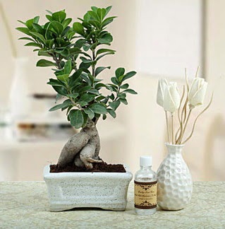 Ginseng ficus bonsai  Ankara Glkaya Mahallesi kaliteli ucuz iekler 