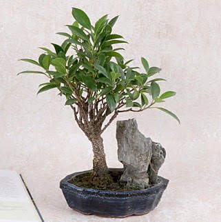 Japon aac Evergreen Ficus Bonsai  Ankara Sanatoryum iek maazas 