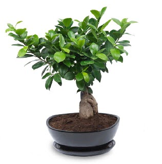 Ginseng bonsai aac zel ithal rn  Ankara Kanuni Mahallesi gvenli hzl iek 