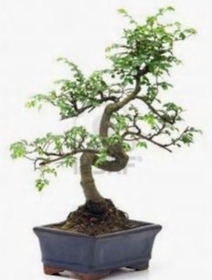 S gvde bonsai minyatr aa japon aac  Ankara Pnarba Mahallesi sevgilime hediye iek 