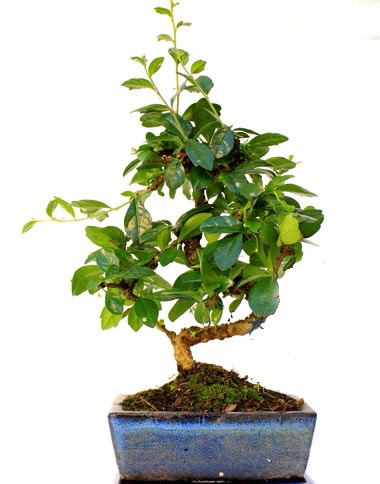 Bonsai Minyatr Aa Bonzai S Gvde  Ankara Kanuni Mahallesi gvenli hzl iek 