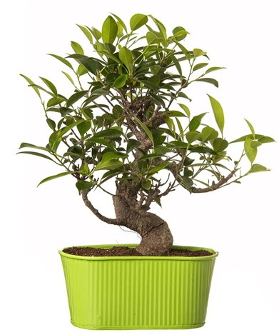 Ficus S gvdeli muhteem bonsai  Ankara Ufuktepe Mahallesi yurtii iek siparii 