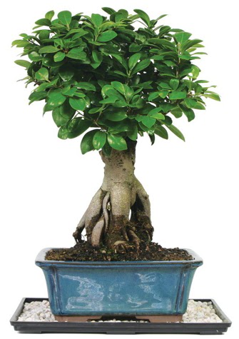 Bonsai Ginsing Grafted Ficus Bonsai  Ankara Emrah Mahallesi iek gnderme 