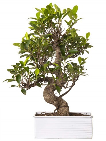 Exotic Green S Gvde 6 Year Ficus Bonsai  Ankara Sanatoryum iek maazas 