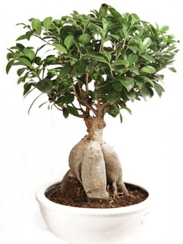 Ginseng bonsai japon aac ficus ginseng  Ankara Aaelence Mahallesi cicekciler 