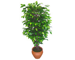 Ficus Benjamin 1,50 cm   Ankara Kalaba ieki 