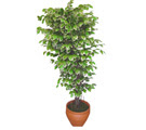 Ficus zel Starlight 1,75 cm   Ankara Ayval Mahallesi iek gnderme sitemiz gvenlidir 