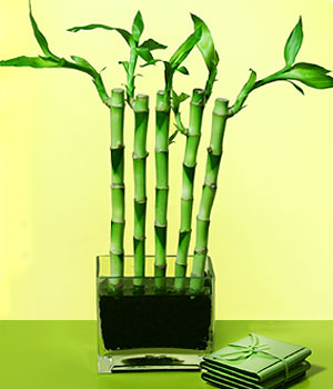  Ankara Kalaba ieki  Good Harmony Lucky Bamboo camda