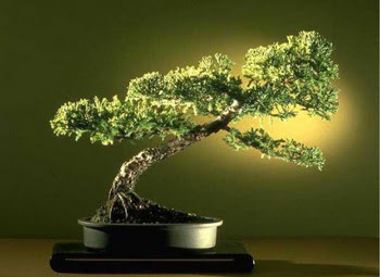 ithal bonsai saksi iegi  Ankara Hisar Mahallesi online ieki 