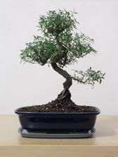 ithal bonsai saksi iegi  Ankara Yayla Mahallesi iek yolla 