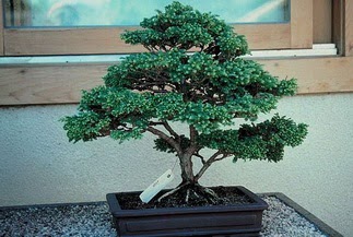 ithal bonsai saksi iegi  Ankara Ufuktepe online iek gnderme