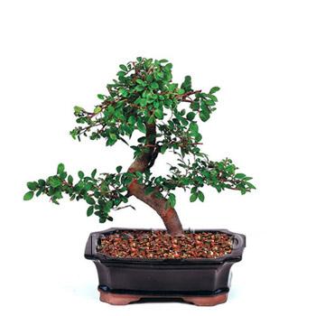 ithal bonsai saksi iegi  Ankara Yayla Mahallesi iek yolla 