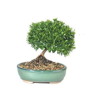 ithal bonsai saksi iegi  Ankara ncirli Mahallesi iek yolla 