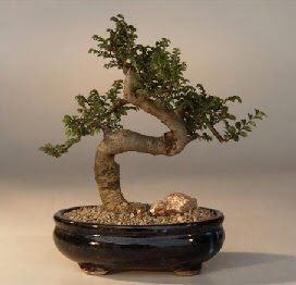 ithal bonsai saksi iegi  Ankara Ufuktepe online iek gnderme