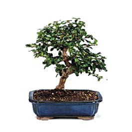  Ankara Ykseltepe Mah iek gnderme  ithal bonsai saksi iegi  Ankara Ufuktepe online iek gnderme