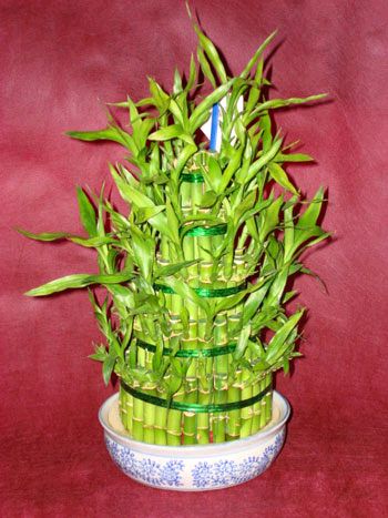 Lucky Bamboo sans melegi iegi  Ankara Ufuktepe Mahallesi yurtii iek siparii 