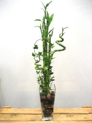 Lucky Bamboo sans melegi iegi  Ankara Ayval Mahallesi iek gnderme sitemiz gvenlidir 