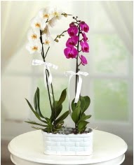 1 dal beyaz 1 dal mor yerli orkide saksda  Ankara Basnevleri Mahallesi iek siparii 