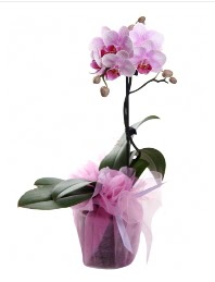 1 dal pembe orkide saks iei  Ankara ncirli iek sat 