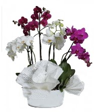 4 dal mor orkide 2 dal beyaz orkide  Ankara Kalaba ieki 
